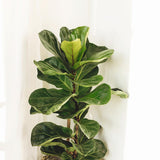 Ficus Lyrata - 120 cm