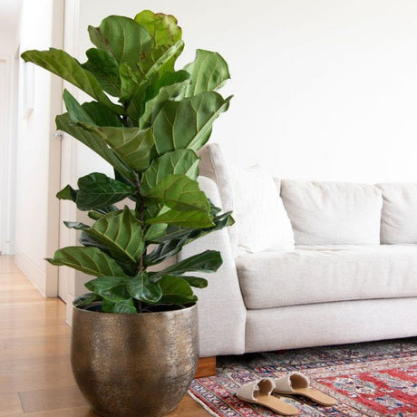 Фикус лира (Ficus Lyrata), стайно декоративно растение с листа като цигулка - 150 см