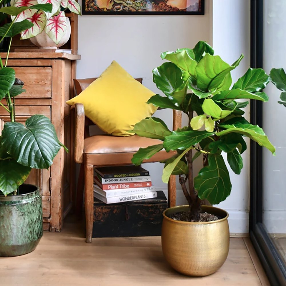 Фикус лира (Ficus Lyrata), стайно декоративно растение с листа като цигулка - 150 см
