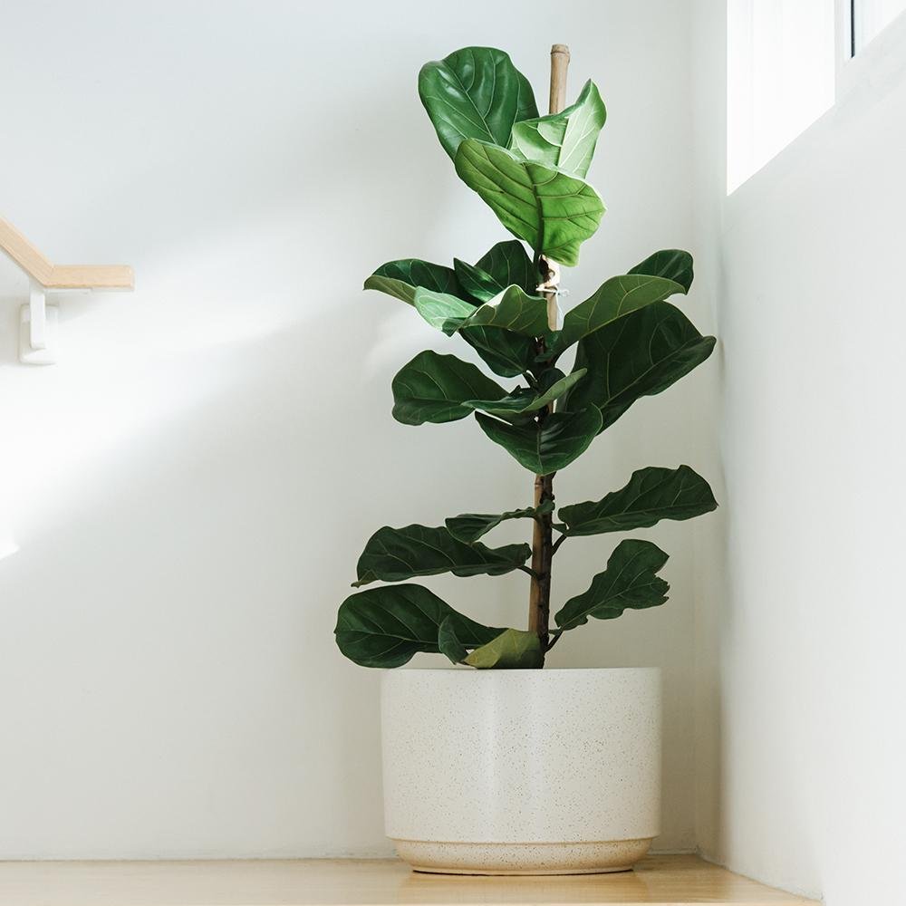 Фикус лира (Ficus Lyrata), стайно декоративно растение с листа като цигулка - 150 см
