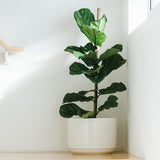 Фикус лира (Ficus Lyrata), стайно декоративно растение с листа като цигулка - 150 см