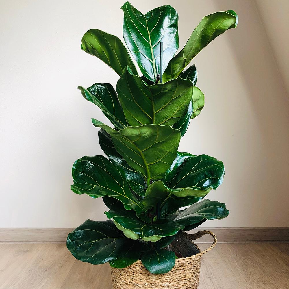 Фикус лира (Ficus Lyrata), стайно декоративно растение с листа като цигулка - 150 см