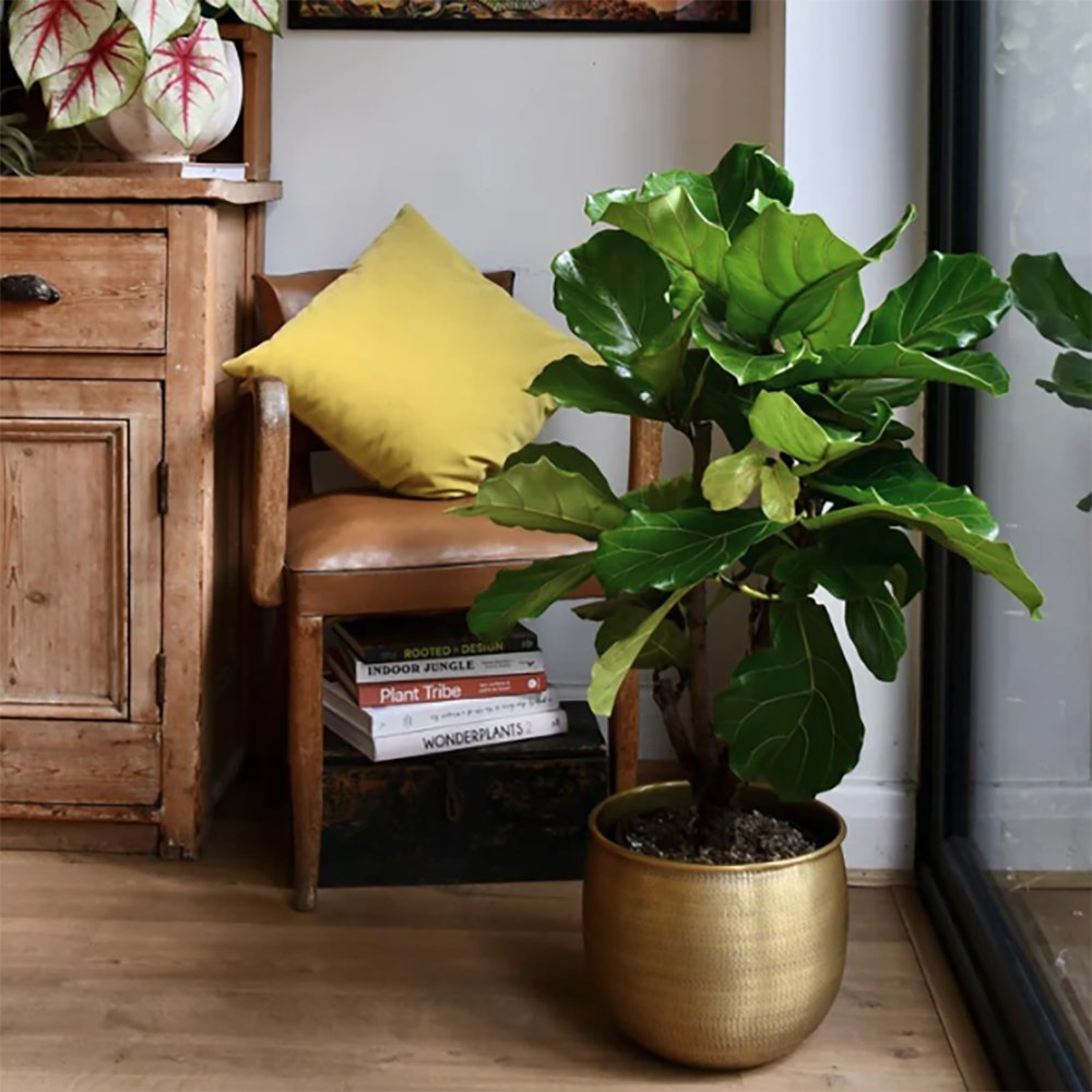 Фикус лира (Ficus Lyrata), стайно декоративно растение с листа като цигулка - 150 см