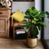 Фикус лира (Ficus Lyrata), стайно декоративно растение с листа като цигулка - 150 см