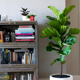 Фикус лира (Ficus Lyrata), стайно декоративно растение с листа като цигулка - 150 см