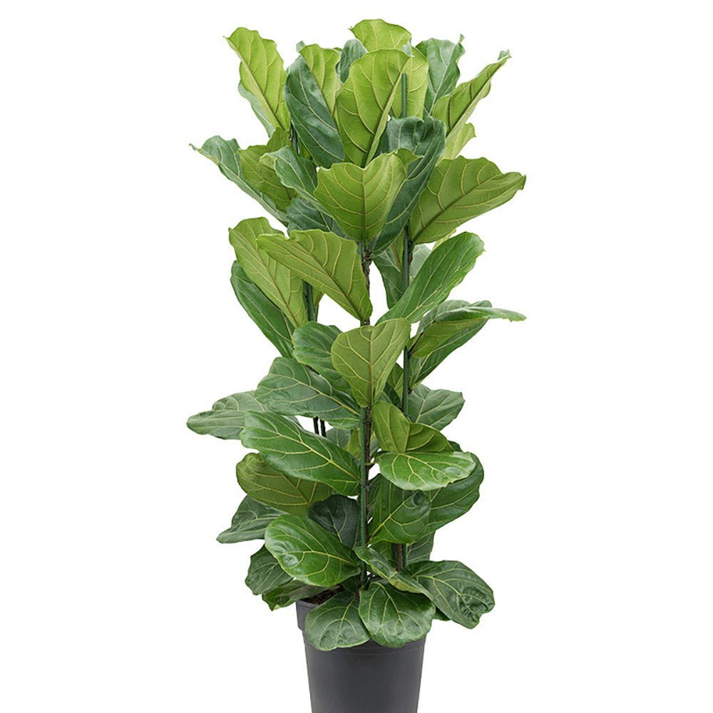 Ficus Lyrata - 150 cm