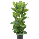 Ficus Lyrata - 150 cm