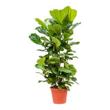 Ficus Lyrata - 180 cm