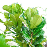 Ficus Lyrata - 60/75 cm