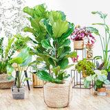 Ficus Lyrata - 60/75 cm