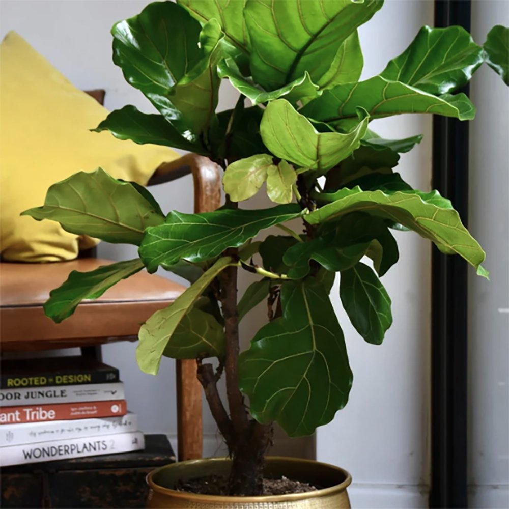 Ficus Lyrata - 90 cm