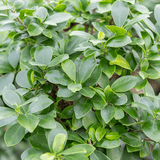 Фикус Бонсай Ginseng – спирална форма, 160 см, пречистващ въздуха
