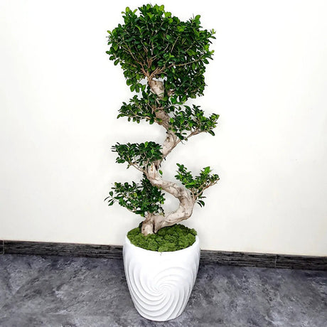 Ficus Bonsai Ginseng Forma Spirala - 40 cm