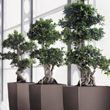 Ficus Bonsai Ginseng Forma Spirala - 40 cm