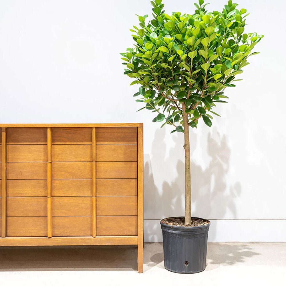 Ficus Moclame - 110 cm