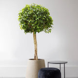Ficus Nitida cu Tulpina Impletita - 100cm