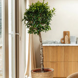 Ficus Nitida cu Tulpina Impletita - 100cm