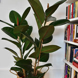 Arbore de Cauciuc (Ficus Robusta) - 130 cm