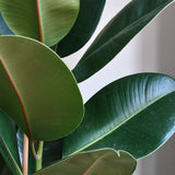 Arbore de Cauciuc (Ficus Robusta) - 130 cm