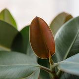 Arbore de Cauciuc (Ficus Robusta) - 65 cm