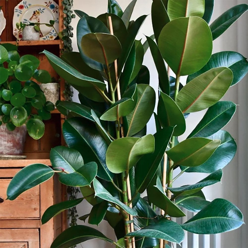 Arbore de Cauciuc (Ficus Robusta) - 65 cm