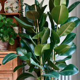 Arbore de Cauciuc (Ficus Robusta) - 65 cm