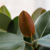 Arbore de Cauciuc (Ficus Robusta) - 150 cm