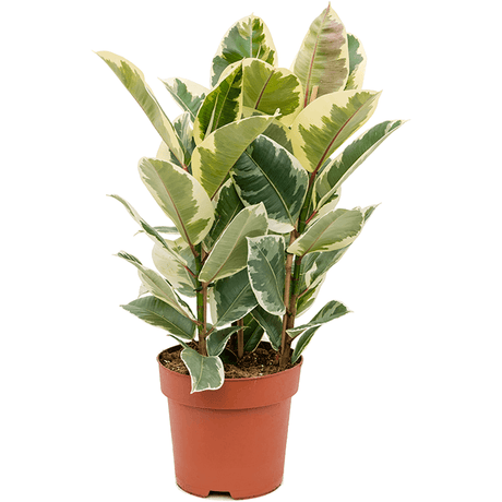 Ficus Tineke - 100 cm