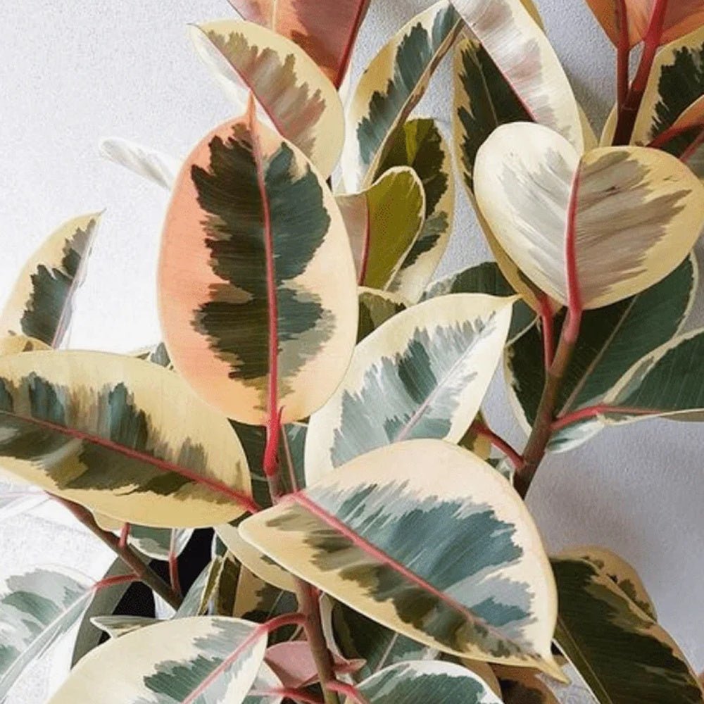 Каучуково дърво, Ficus Elastica Tineke, стайно растение с пъстри зелено-кремави листа - 110 см