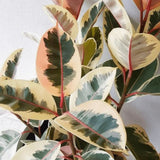 Каучуково дърво, Ficus Elastica Tineke, стайно растение с пъстри зелено-кремави листа - 110 см