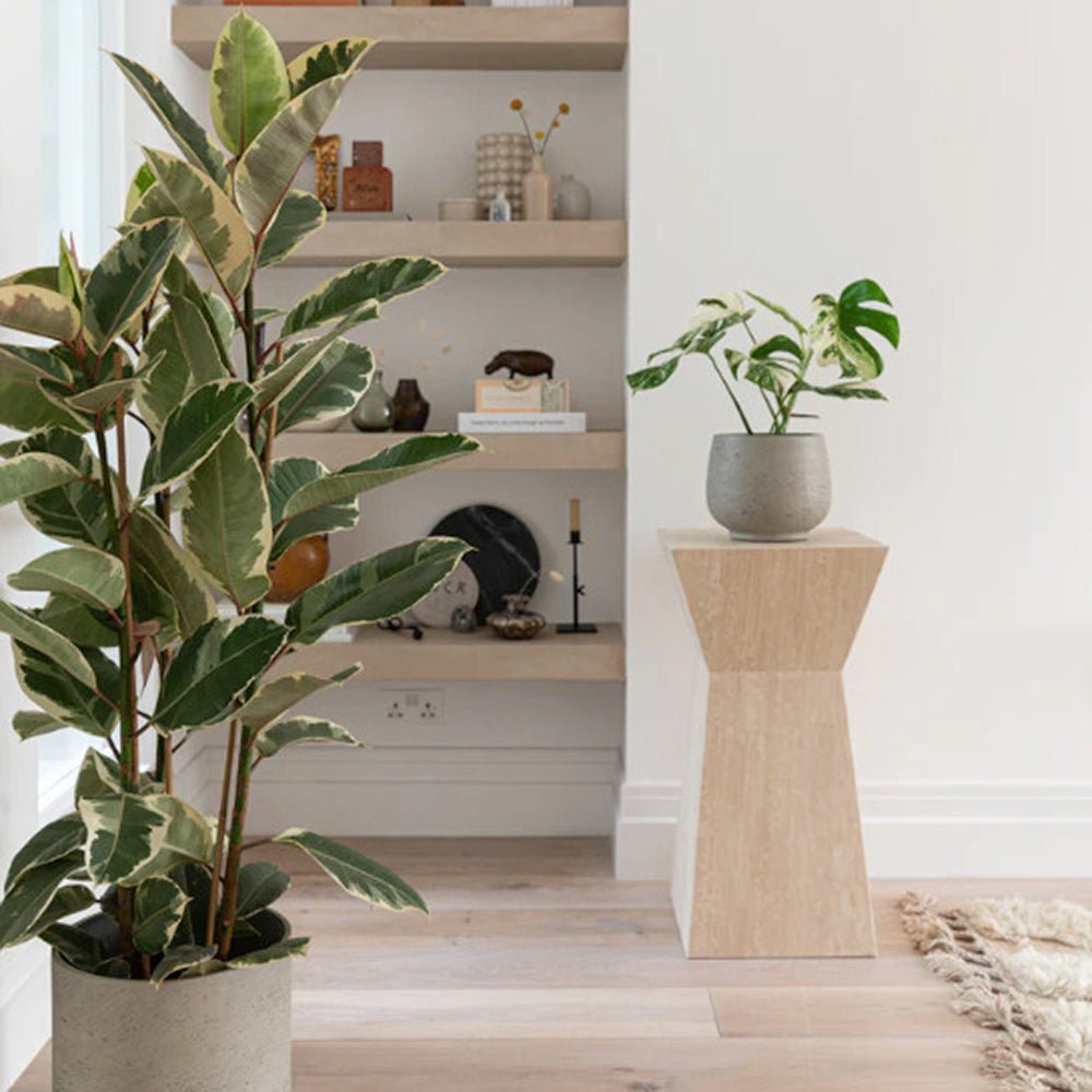 Каучуково дърво, Ficus Elastica Tineke, стайно растение с пъстри зелено-кремави листа - 110 см