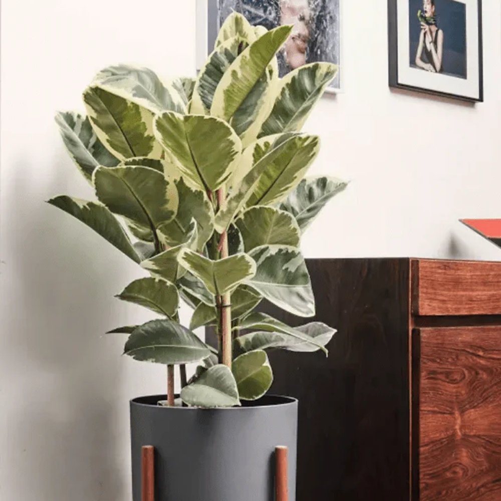 Каучуково дърво, Ficus Elastica Tineke, стайно растение с пъстри зелено-кремави листа - 110 см