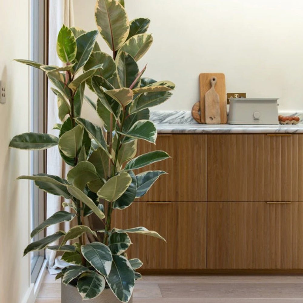 Каучуково дърво, Ficus Elastica Tineke, стайно растение с пъстри зелено-кремави листа - 110 см
