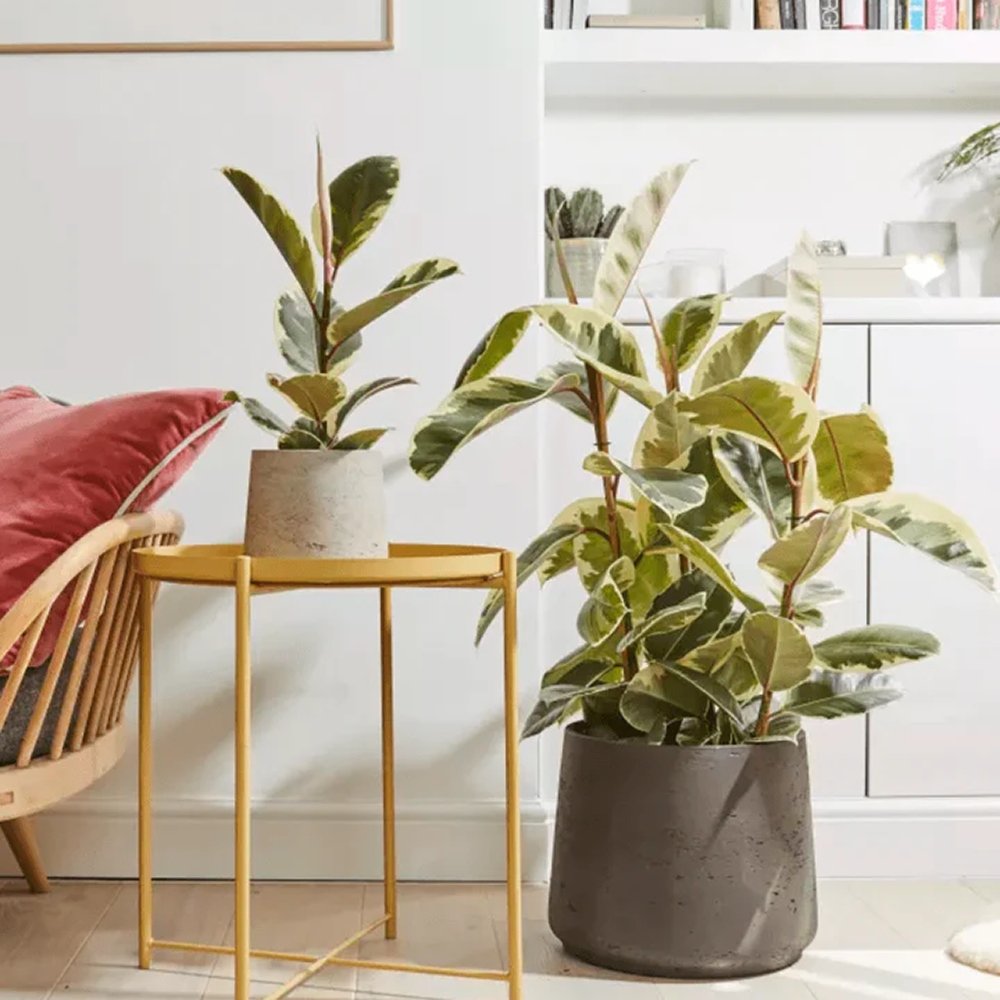 Каучуково дърво, Ficus Elastica Tineke, стайно растение с пъстри зелено-кремави листа - 110 см