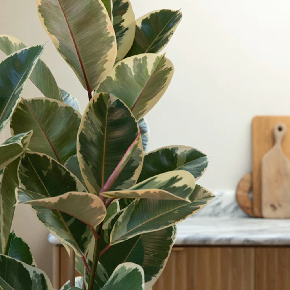 Каучуково дърво, Ficus Elastica Tineke, стайно растение с пъстри зелено-кремави листа - 110 см