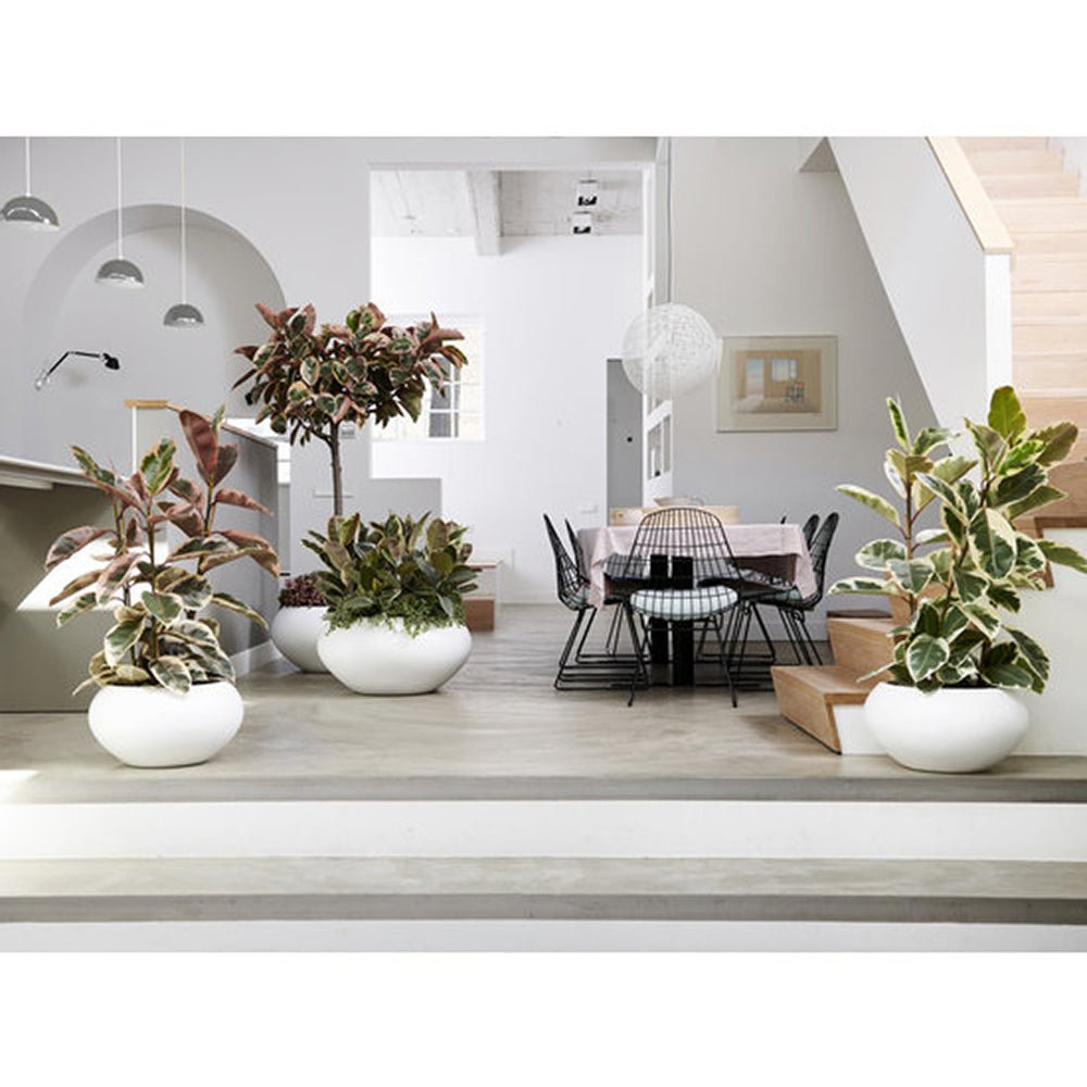 Каучуково дърво, Ficus Elastica Tineke, стайно растение с пъстри зелено-кремави листа - 110 см