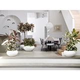 Ficus Tineke - 100 cm