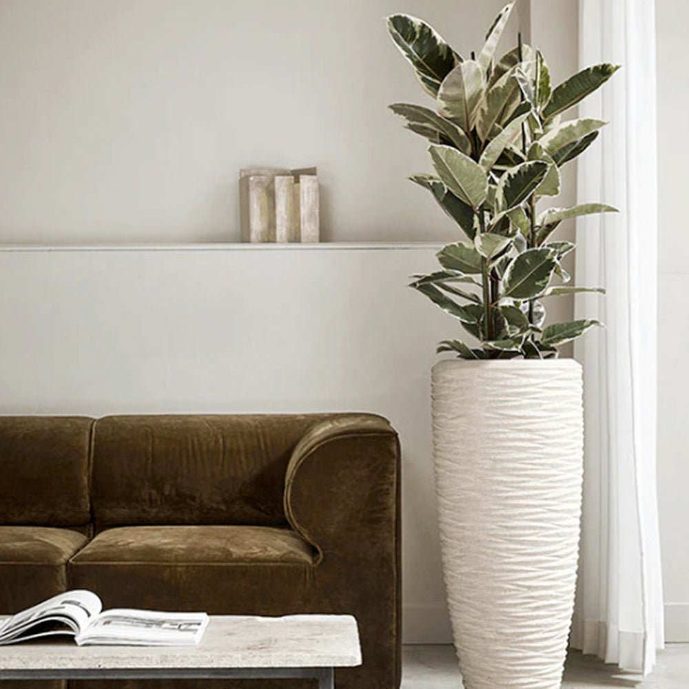 Каучуково дърво, Ficus Elastica Tineke, стайно растение с пъстри зелено-кремави листа - 110 см