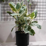 Каучуково дърво, Ficus Elastica Tineke, стайно растение с пъстри зелено-кремави листа - 110 см