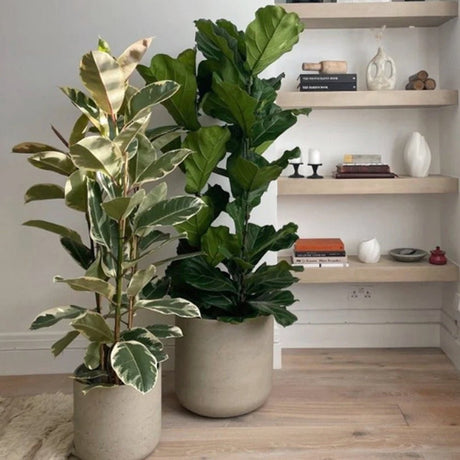 Каучуково дърво, Ficus Elastica Tineke, стайно растение с пъстри зелено-кремави листа - 110 см