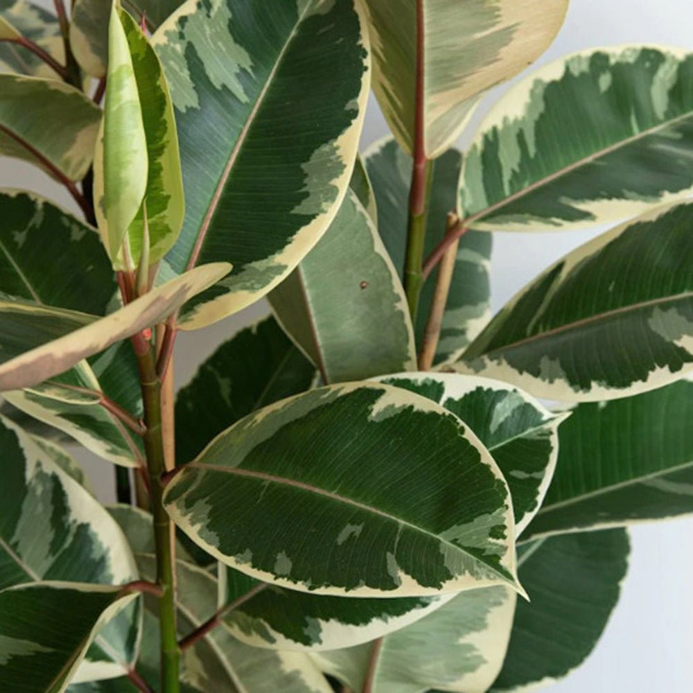 Каучуково дърво, Ficus Elastica Tineke, стайно растение с пъстри зелено-кремави листа - 110 см