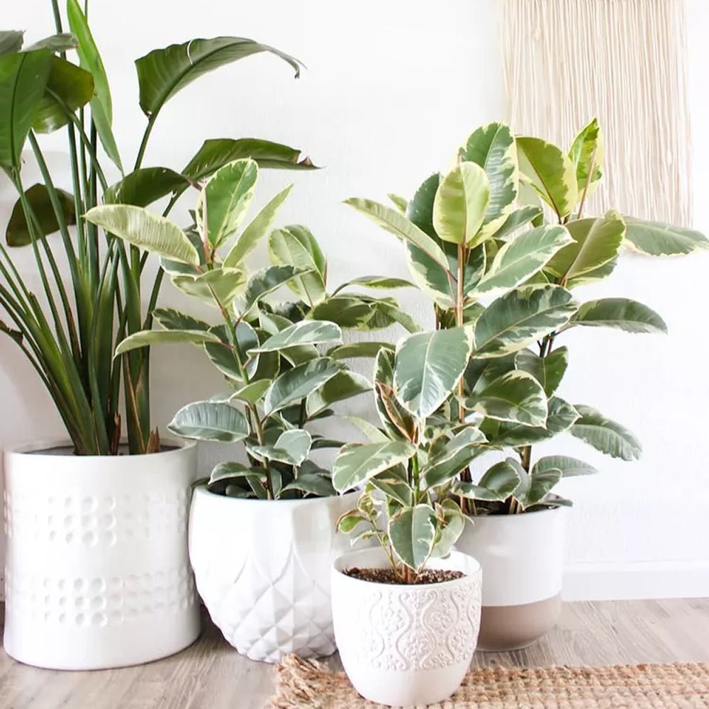 Каучуково дърво, Ficus Elastica Tineke, стайно растение с пъстри зелено-кремави листа - 110 см