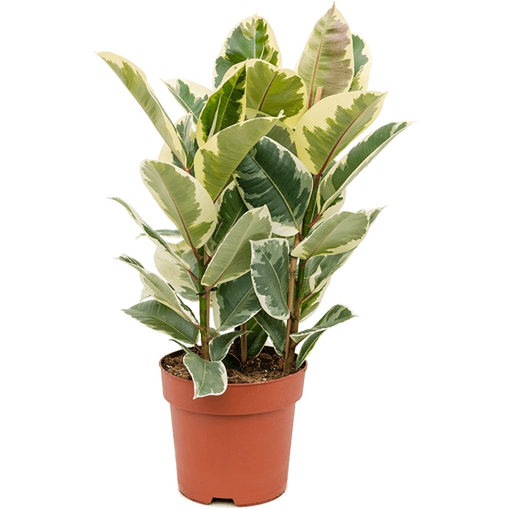 Ficus Elastica Tineke Bicolor - 80 cm