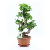 Фикус Bonsai Ginseng спираловидна форма, 60 см, декоративен бонсай, стайно растение, пречиства въздуха