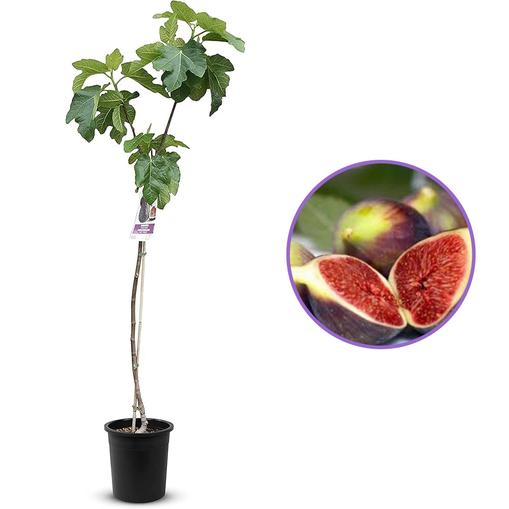 Smochin Copac (Ficus Carica) Turkey, cu fructe mov-inchis, an 2 pe rod