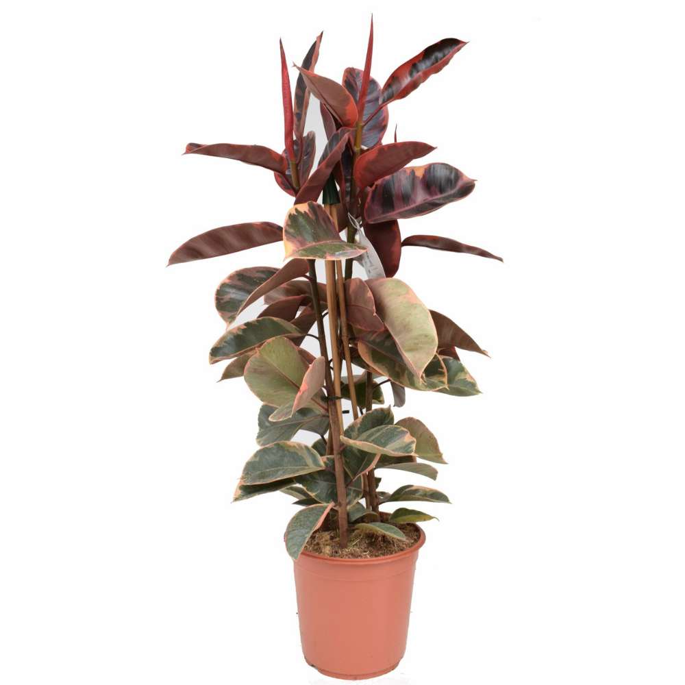 Arbore de Cauciuc, Ficus elastica Belize, planta de apartament cu frunze roz verzi si crem - 130 cm