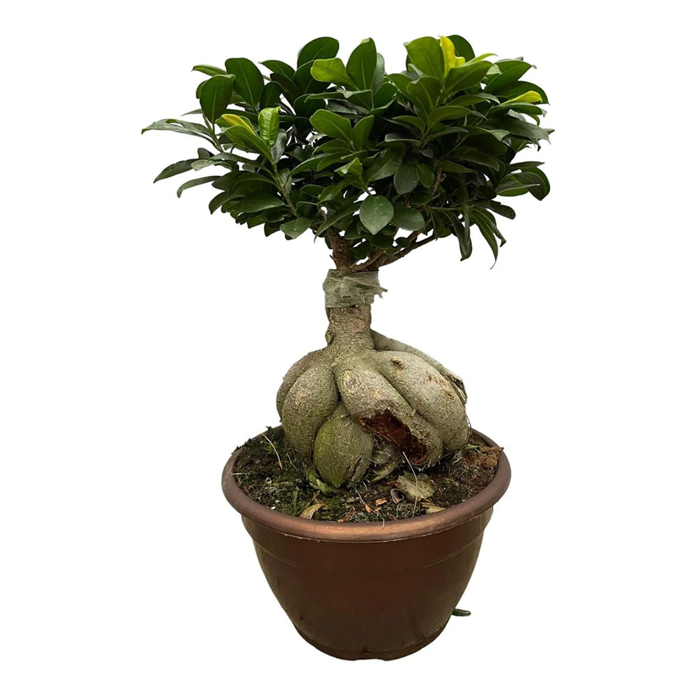 Фикус Bonsai Ginseng, 65-70 см, с дебели корени, стайно растение, пречиства въздуха