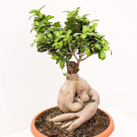 Ficus Bonsai Ginseng - 60 cm XL