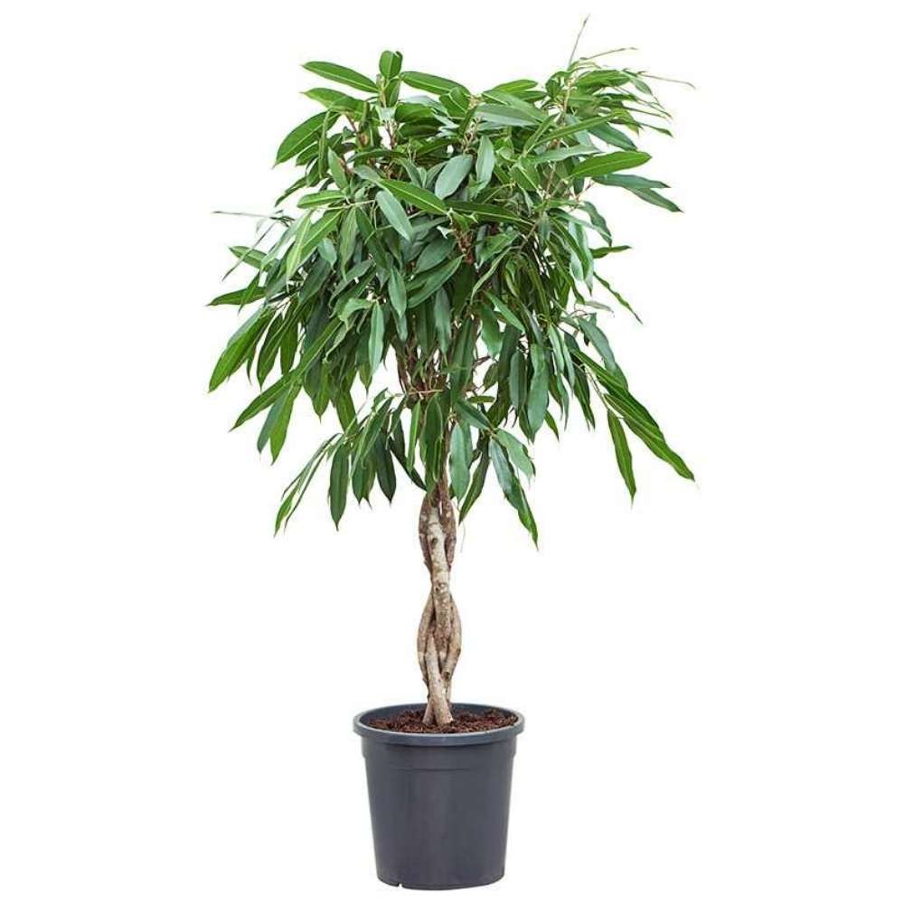 Ficus Amstel King - Tip Copac cu Tulpina Dubla Impletita - 140 cm