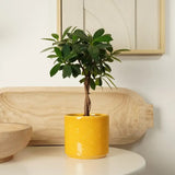 Ficus Bonsai Maya, cu tulpina impletita - 40 cm
